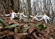 60 Dente di cane (Erythronium dens canis)